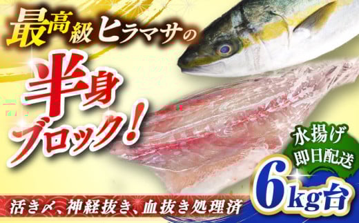 壱岐島産天然ヒラマサ（６キロ台・半身ブロック） [JBS087]