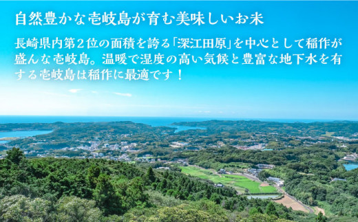 【全3回定期便】壱岐産米 にこまる 5kg 《壱岐市》【壱岐市農業協同組合】[JBO053] 米 お米 ご飯 ごはん 白米 お弁当 朝食 常温 定期便 45000 45000円