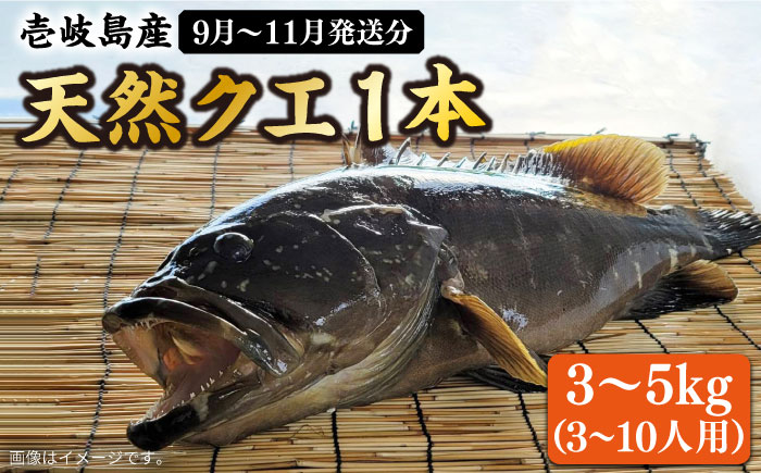 【9月〜11月限定】 天然クエ 丸もの 3〜5kg（鍋・刺身：約5〜10人前） 《壱岐市》【丸和水産】[JCJ011] クエ くえ 冷蔵 直送 海鮮 鮮魚 刺身 刺し身 お刺身 クエ鍋 くえ鍋 1本 1匹 高級魚 120000 120000円 12万円