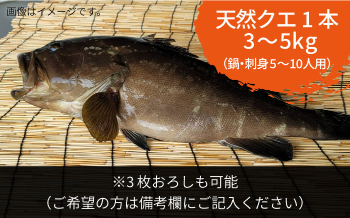 【9月〜11月限定】 天然クエ 丸もの 3〜5kg（鍋・刺身：約5〜10人前） 《壱岐市》【丸和水産】[JCJ011] クエ くえ 冷蔵 直送 海鮮 鮮魚 刺身 刺し身 お刺身 クエ鍋 くえ鍋 1本 1匹 高級魚 120000 120000円 12万円