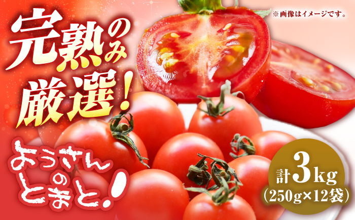 【先行予約】壱岐市産 ミニトマト 3kg（250g×12袋） 【2026年8月下旬以降順次発送】《壱岐市》【ようさんのとまと】 野菜 トマト とまと ミニトマト 国産 旬 [JHC002]