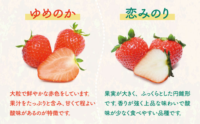 家庭用 バラ詰め イチゴ 1kg （ゆめのか・恋みのり）《壱岐市》【蒼花】[JEO002] いちご イチゴ 苺 フルーツ 果物 スムージー ジャム ゆめのか 恋みのり セット 食べ比べ 冷蔵 10000 10000円