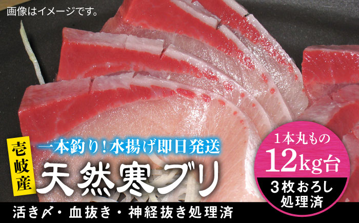壱岐島産天然寒ブリ（12ｷﾛ台・3枚おろし） [JBS111]