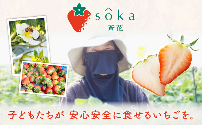 家庭用 バラ詰め イチゴ 1kg （ゆめのか・恋みのり）《壱岐市》【蒼花】[JEO002] いちご イチゴ 苺 フルーツ 果物 スムージー ジャム ゆめのか 恋みのり セット 食べ比べ 冷蔵 10000 10000円