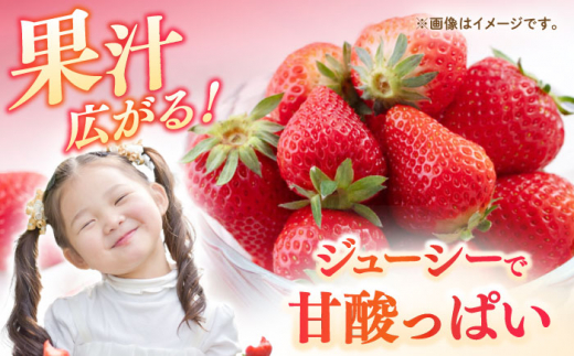 【先行予約】壱岐市産 いちご ゆめのか 1kg（250g×4パック）【2027年3月以降順次発送】《壱岐市》【壱岐市農業協同組合】 イチゴ フルーツ 果物 スムージー 完熟 春いちご [JBO138] 12000 12000円