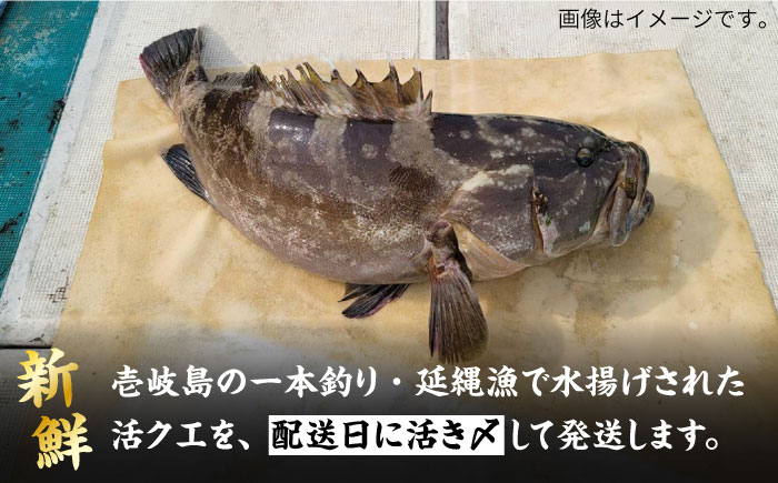 【9月〜11月限定】 天然クエ 丸もの 3〜5kg（鍋・刺身：約5〜10人前） 《壱岐市》【丸和水産】[JCJ011] クエ くえ 冷蔵 直送 海鮮 鮮魚 刺身 刺し身 お刺身 クエ鍋 くえ鍋 1本 1匹 高級魚 120000 120000円 12万円