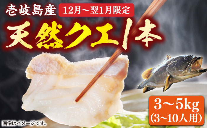 【12月〜翌1月限定】 天然 クエ 丸もの 1本 3〜5kg（鍋・刺身 5〜10人用）  《壱岐市》【丸和水産】 [JCJ024] クエ くえ 冷蔵 直送 海鮮 鮮魚 刺身 刺し身 お刺身 クエ鍋 くえ鍋 1本 1匹 高級魚 134000 134000円
