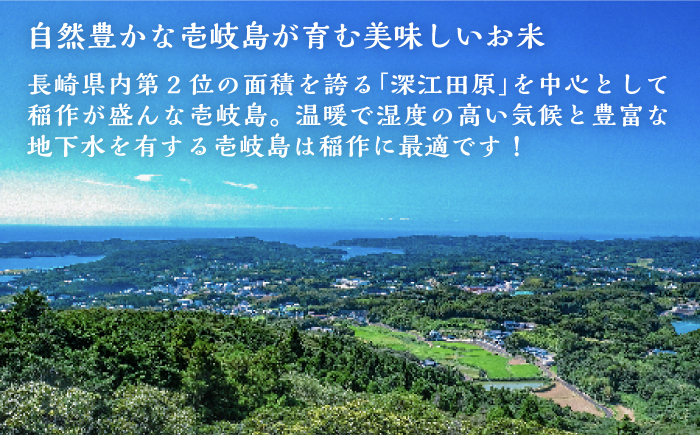 壱岐産 こしひかり 10kg 《壱岐市》【壱岐市農業協同組合】 米 お米 ご飯 お弁当 常温発送 [JBO145]