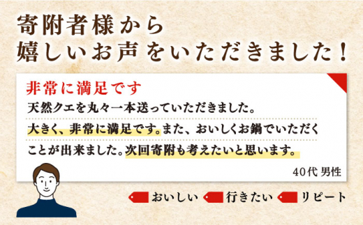 【12月〜翌1月限定】 天然 クエ 丸もの 1本 2〜3kg（鍋・刺身4〜5人用）《壱岐市》【丸和水産】 [JCJ023] クエ くえ 冷蔵 直送 海鮮 鮮魚 刺身 刺し身 お刺身 クエ鍋 くえ鍋 1本 1匹 高級魚 80000 80000円 8万円