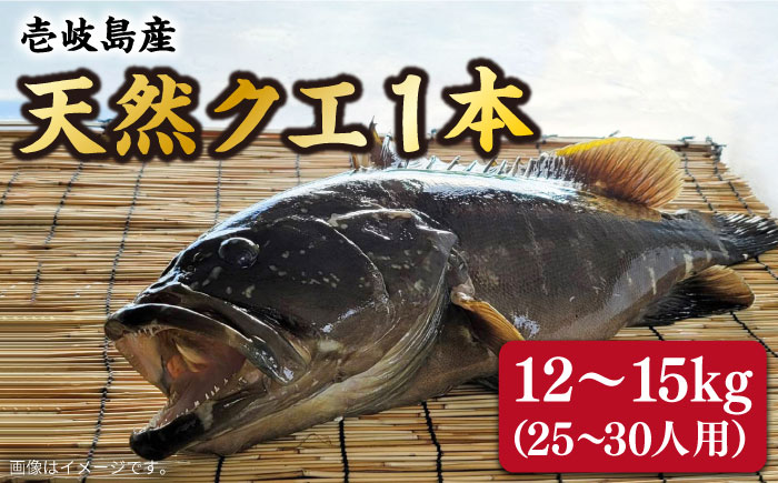 【9月〜翌年1月限定】 天然クエ 丸もの 12〜15kg（ 鍋・刺身：約25〜30人前） 《壱岐市》【丸和水産】[JCJ012] クエ くえ 冷蔵 直送 海鮮 鮮魚 刺身 刺し身 お刺身 クエ鍋 くえ鍋 1本 1匹 高級魚 600000 600000円 60万円