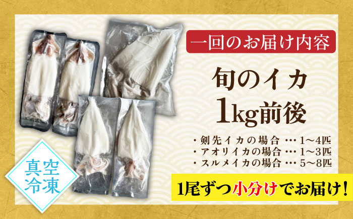 【全2回定期便】旬のイカ刺身1kg前後《壱岐市》【馬渡水産】イカ いか 烏賊 剣先 アオリ あおり スルメ するめ 刺身 刺し身 お刺身 海鮮 魚貝 冷凍配送 産地直送 [JAQ030]