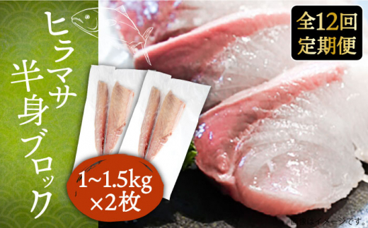 【全12回定期便】ヒラマサフィレ 約2〜3kg（1尾）《壱岐市》【なかはら】 [JDT044] ヒラマサ フィレ 柵 刺身 刺身ブロック 刺し身 切身 冷凍 海鮮 海鮮丼 564000 564000円 冷凍配送