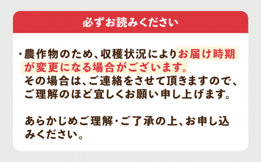 【先行予約】壱岐市産 いちご ゆめのか 1kg（250g×4パック）【2027年3月以降順次発送】《壱岐市》【壱岐市農業協同組合】 イチゴ フルーツ 果物 スムージー 完熟 春いちご [JBO138] 12000 12000円