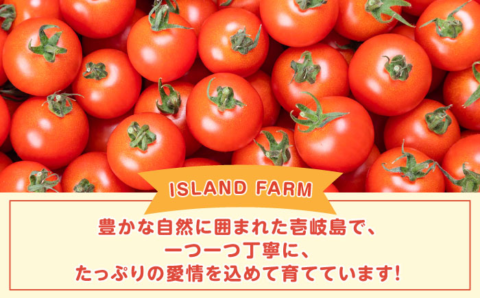 ミディアムトマト 8袋《壱岐市》【ISLAND FARM】 トマト 生鮮 野菜 夏 13000 13000円 1万 [JFL001]