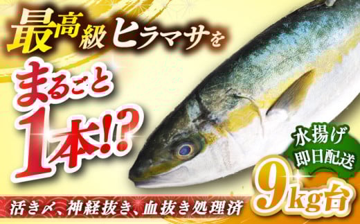 壱岐島産天然ヒラマサ（９キロ台・丸もの） [JBS074]