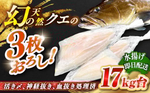 天然クエ（17ｷﾛ台・3枚おろし） [JBS091]