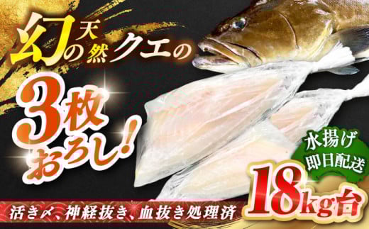 天然クエ（18ｷﾛ台・3枚おろし） [JBS092]