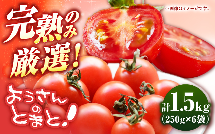 【先行予約】壱岐市産 ミニトマト 1.5kg（250g×6袋）【2026年8月下旬以降順次発送】 《壱岐市》【ようさんのとまと】 野菜 トマト とまと ミニトマト 国産 旬 [JHC001]