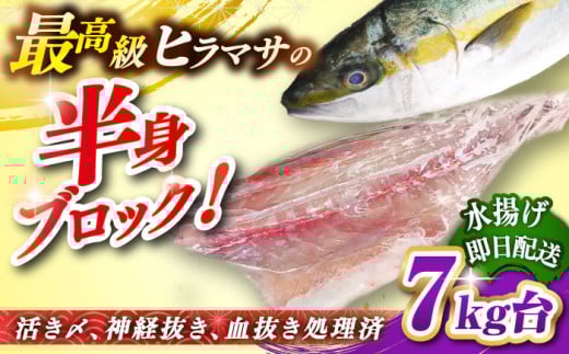 壱岐島産天然ヒラマサ（７キロ台・半身ブロック） [JBS088]