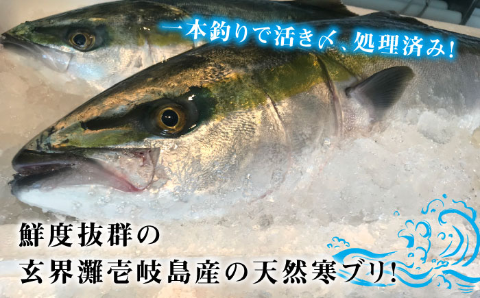 壱岐島産天然寒ブリ（12ｷﾛ台・3枚おろし） [JBS111]