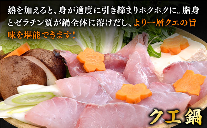 【9月〜翌年1月限定】 天然クエ 丸もの 12〜15kg（ 鍋・刺身：約25〜30人前） 《壱岐市》【丸和水産】[JCJ012] クエ くえ 冷蔵 直送 海鮮 鮮魚 刺身 刺し身 お刺身 クエ鍋 くえ鍋 1本 1匹 高級魚 600000 600000円 60万円