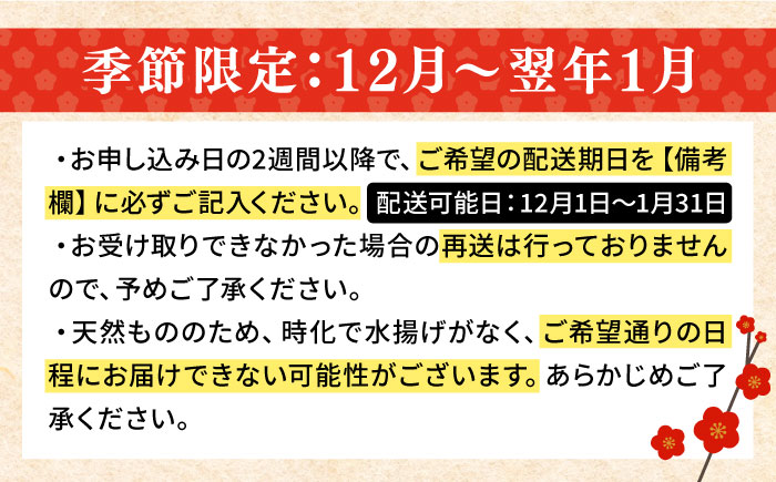 【12月〜翌1月限定】 天然 クエ 丸もの 1本 2〜3kg（鍋・刺身4〜5人用）《壱岐市》【丸和水産】 [JCJ023] クエ くえ 冷蔵 直送 海鮮 鮮魚 刺身 刺し身 お刺身 クエ鍋 くえ鍋 1本 1匹 高級魚 80000 80000円 8万円