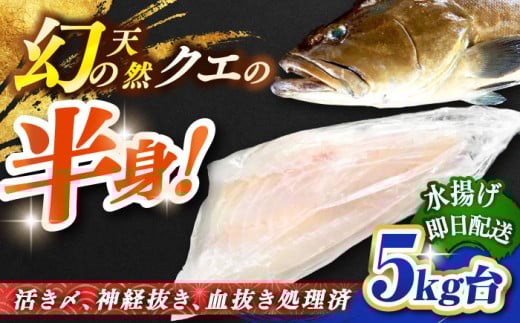 天然クエ(一本丸ものサイズ 5キロ台・半身) [JBS096]