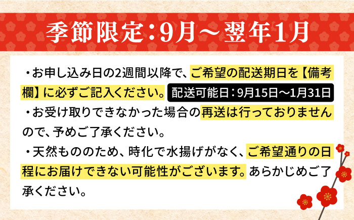 【9月〜翌年1月限定】 天然クエ 丸もの 12〜15kg（ 鍋・刺身：約25〜30人前） 《壱岐市》【丸和水産】[JCJ012] クエ くえ 冷蔵 直送 海鮮 鮮魚 刺身 刺し身 お刺身 クエ鍋 くえ鍋 1本 1匹 高級魚 600000 600000円 60万円