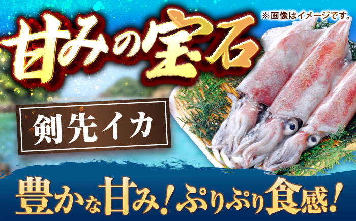 【冷凍】剣先イカ 刺身用 500g 剣先烏賊 《壱岐市》【一支國屋】[JCC024] 海鮮 烏賊 イカ いか 刺身 刺し身 お刺身 剣先イカ 冷凍配送