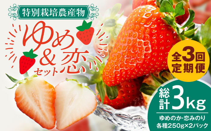 いちご【全3回定期便】ゆめのか・恋みのり いちご1kg（250g×4パック）いちご 苺 イチゴ 果物 フルーツ いちご 甘い ichigo strawberry イチゴ 生いちご 長崎県 壱岐市 【蒼花】 [JEO003] お取り寄せいちご ゆめのか 甘い 赤い イチゴ 産地直送 こだわりいちご フレッシュ 定期便 くだもの 旬 新鮮 いちご
