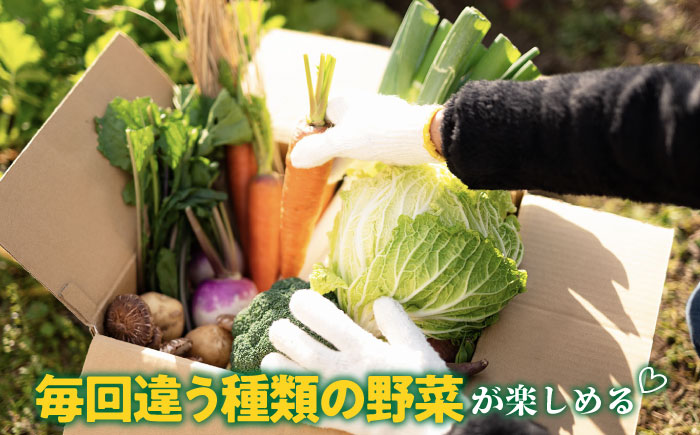 旬の野菜 7品セット 《壱岐市》【壱岐市農業協同組合】[JBO001] 野菜 ベジタブル 食材 詰め合わせ 産地直送 野菜セット グルメ 春 夏 秋 冬 旬 サラダ 冷蔵 夏野菜 スムージー 8000 8000円