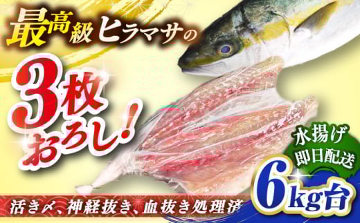 壱岐島産天然ヒラマサ（６キロ台・三枚おろし） [JBS079]