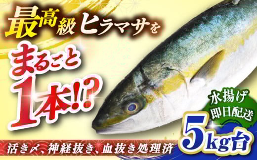 壱岐島産天然ヒラマサ（５キロ台・丸もの） [JBS070]