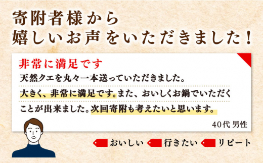 【12月〜翌1月限定】 天然 クエ 丸もの 1本 3〜5kg（鍋・刺身 5〜10人用） 《壱岐市》【丸和水産】 [JCJ024] クエ くえ 冷蔵 直送 海鮮 鮮魚 刺身 刺し身 お刺身 クエ鍋 くえ鍋 1本 1匹 高級魚 134000 134000円