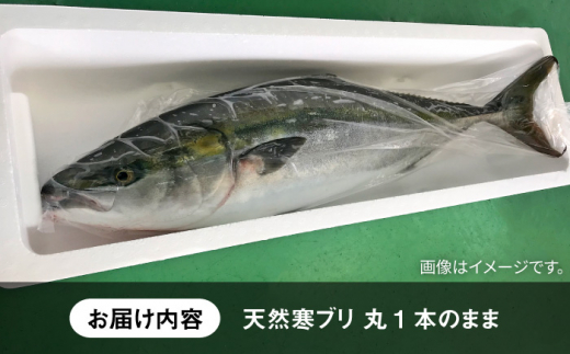 壱岐島産天然寒ブリ（5ｷﾛ台・丸もの） [JBS003]