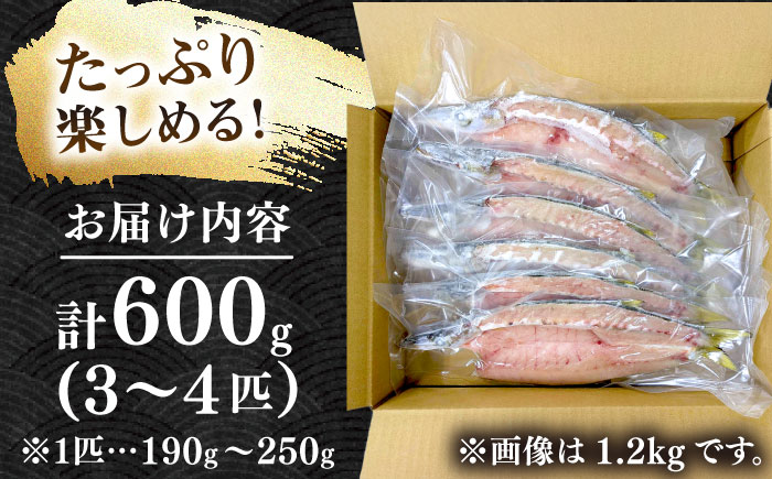特大アカカマスの開き 干物 計600g（3～4枚）《壱岐市》【馬渡水産】かます カマス アカカマス 赤カマス ひもの 干物 冷凍配送 [JAQ036]