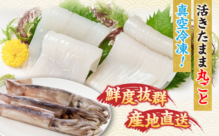 【冷凍】 スルメイカ 3尾（350～500g/尾）《壱岐市》【馬渡水産】 イカ いか 烏賊 スルメイカ するめ 刺身 刺し身 お刺身 海鮮 魚貝 冷凍配送 産地直送 [JAQ004]