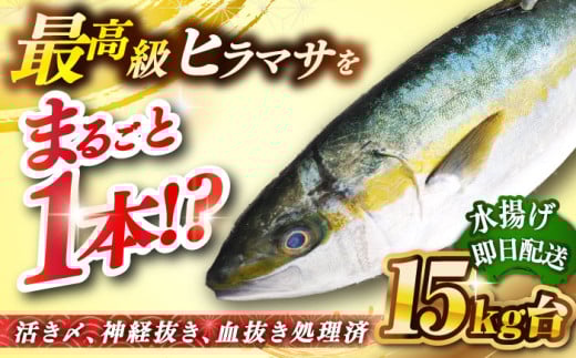 壱岐島産天然ヒラマサ（１５キロ台・丸もの） [JBS076]