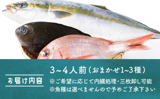 壱岐産 旬の鮮魚ボックス （3・4人前） 《壱岐市》【こころ壱岐水産】 [JCF011] 鮮魚 海鮮 旬 イカ 鯛 アジ イサキ かさご むつ さざえ おまかせ 13000 13000円