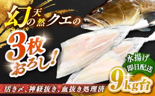 天然クエ（9ｷﾛ台・3枚おろし） [JBS062]
