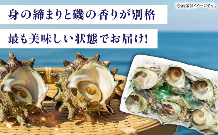 サザエのつぼ焼き 6個×2パック（計12個）《壱岐市》【天下御免】[JDB001] さざえ サザエ 栄螺 つぼ焼き BBQ 海鮮 貝 魚介 冷凍配送 13000 13000円 