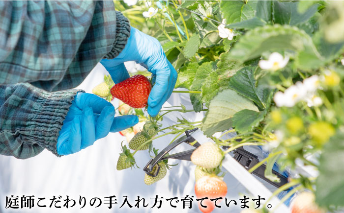 ゆめ恋セット（ゆめのか・恋みのり）計1kg《壱岐市》【蒼花】[JEO001-CP02] いちご イチゴ 苺 フルーツ 果物 スムージー ジャム ゆめのか 恋みのり セット 食べ比べ 小分け パック 冷蔵 あまおう 12000 12000円
