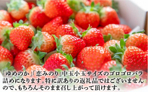 【先行予約】お徳用 バラ詰め イチゴ 1kg （ゆめのか・恋みのり）【2025年2月以降順次発送】 《壱岐市》【蒼花】[JEO002] いちご イチゴ 苺 フルーツ 果物 スムージー ジャム ゆめのか 恋みのり セット 食べ比べ 冷蔵 9000 9000円 7千円