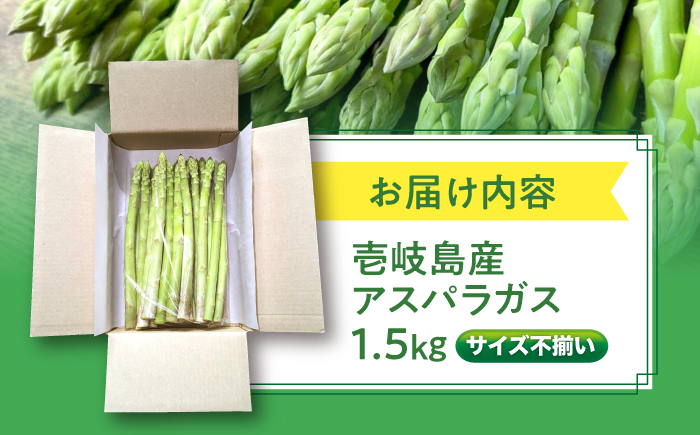 【アスパラガス専門農家が作る！】壱岐産 訳アリ アスパラガス1.5kg≪壱岐市≫【きたじま農園】国産 冷蔵配送 産地直送 朝採れ 新鮮 [JGI005]