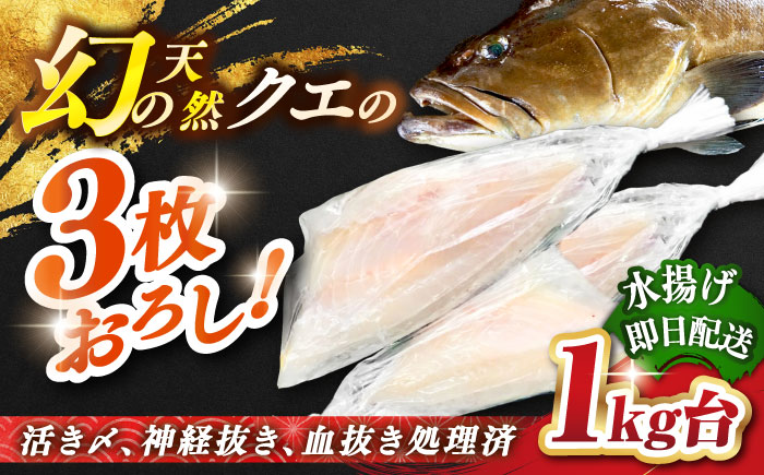 天然クエ（1キロ台・3枚おろし） 《壱岐市》【壱岐島　玄海屋】[JBS039] クエ 魚 刺身 しゃぶしゃぶ 90000 90000円 9万円