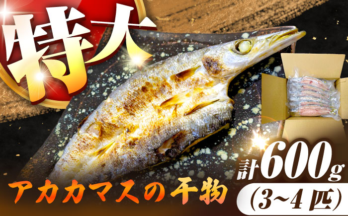 特大アカカマスの開き 干物 計600g（3～4枚）《壱岐市》【馬渡水産】かます カマス アカカマス 赤カマス ひもの 干物 冷凍配送 [JAQ036]