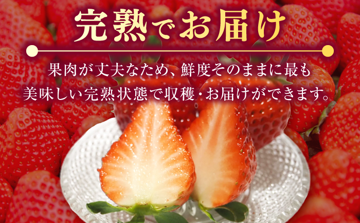 【先行予約】【訳あり/簡易包装】【全3回定期便】ゆめのか 約250g×4パック【2027年1月以降順次発送】《壱岐市》【Strawberry Gang】 [JEM004] イチゴ 苺 果物 フルーツ スムージー 39000 39000円 冷蔵配送 訳あり