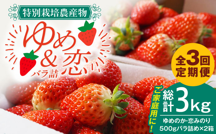 【全3回定期便】 家庭用 ゆめのか・恋みのり いちご 1kg（2種ミックス） いちご 苺 イチゴ 果物 フルーツ いちご 甘い ichigo strawberry イチゴ 生いちご 長崎県 壱岐市【蒼花】 [JEO004] お取り寄せいちご ゆめのか 甘い 赤い イチゴ 産地直送 こだわりいちご フレッシュ 家庭用 定期便 自宅用 くだもの 旬 新鮮 いちご