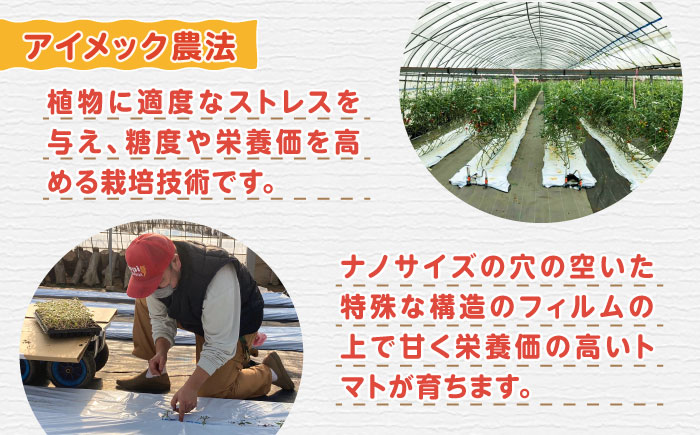 ミディアムトマト 8袋《壱岐市》【ISLAND FARM】 トマト 生鮮 野菜 夏 13000 13000円 1万 [JFL001]