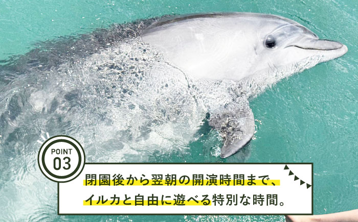 イルカに癒される極上の体験。1日1組限定！イルカと泊まるドルフィングランピング《壱岐市》【壱岐イルカパーク＆リゾート】 [JBF041] 旅行 体験 宿泊 グランピング キャンプ イルカ ドルフィン  700000 700000円 70万円